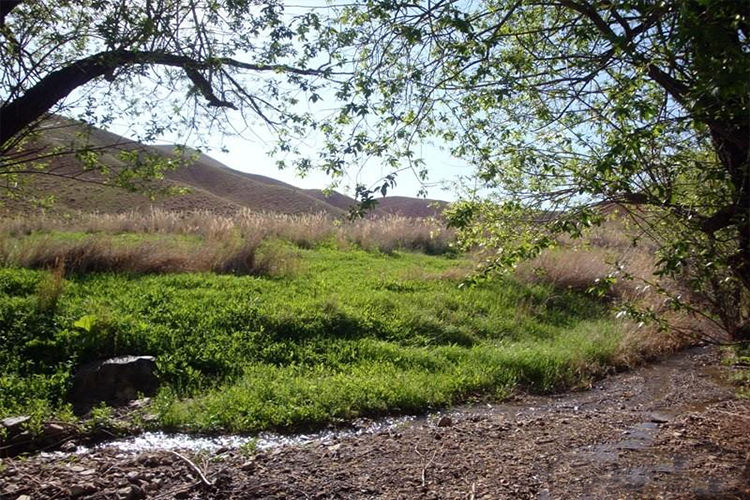 پارک ملی سالوک