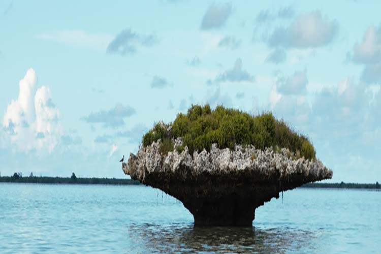 جزیره‌ی مرجانی الدبرا در سیشل