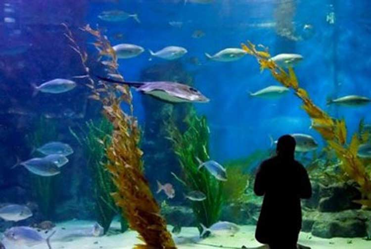 آکواریوم کیش