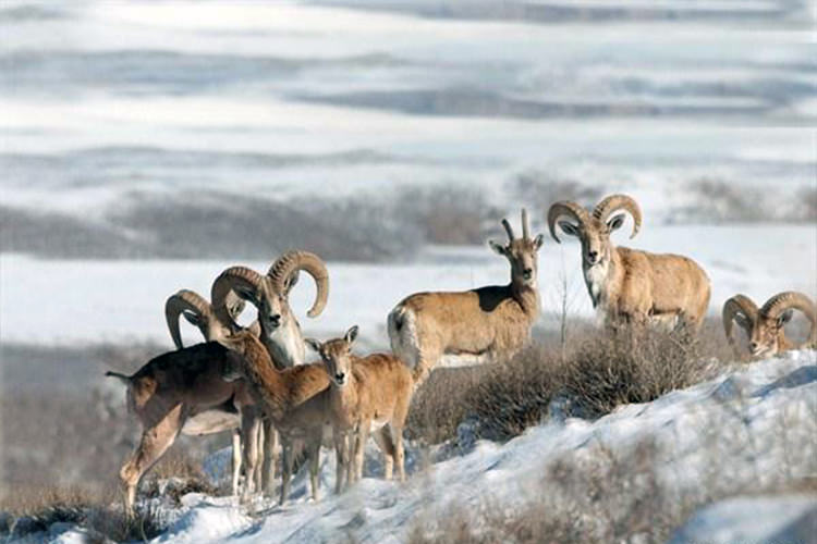 پارک ملی سالوک