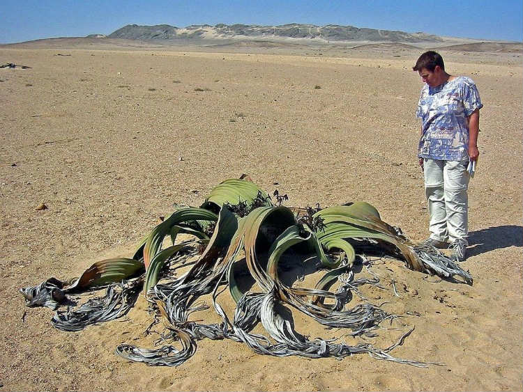 زشت ترین گیاه دنیا4