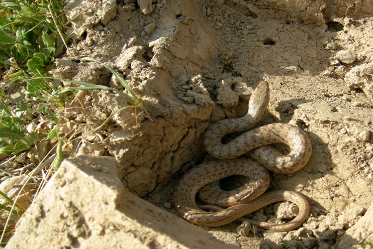 پارک ملی کلاه قاضی اصفهان