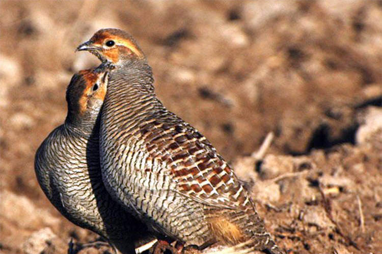 پارک ملی کلاه قاضی اصفهان