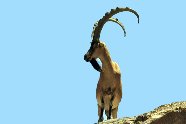 پارک ملی کلاه قاضی اصفهان