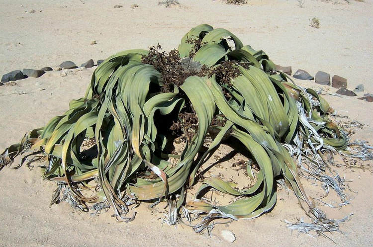 زشت ترین گیاه دنیا8
