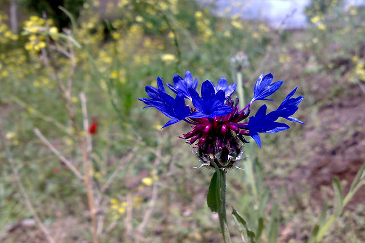 پارک ملی کلاه قاضی اصفهان