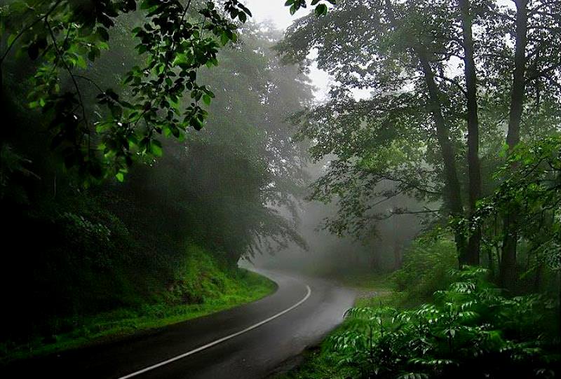 جاده جنگلی عباس‌آباد