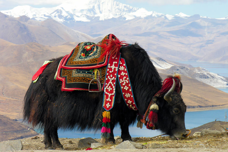 گاومیش های تبت