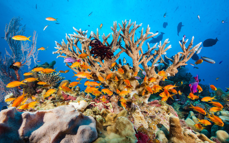مناطق آبی عجیب و شگفت انگیز در جهان- دیوار مرجانی استرالیا