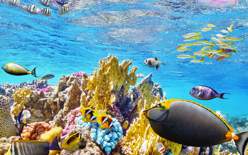 مناطق آبی عجیب و شگفت انگیز در جهان- دیوار مرجانی استرالیا