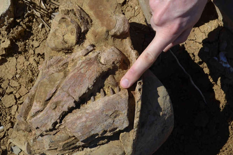 فسیل ۱۰۰ میلیون ساله دریای درون‌ مرزی استرالیا بازبینی شد