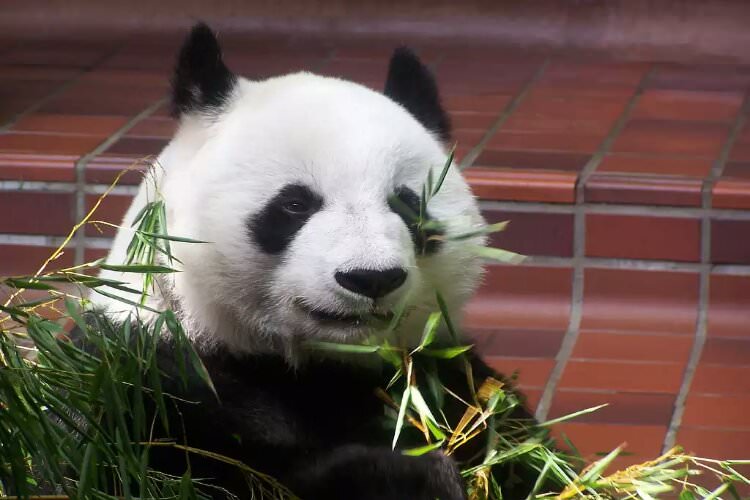 wpid-giant_panda_having_lunch.jpg