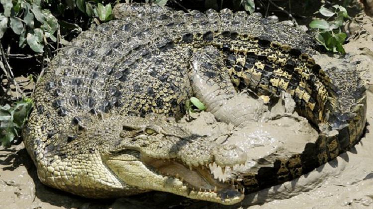 6-crocodile.jpg