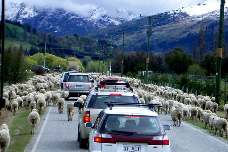 dangers_in_new_zealand-2