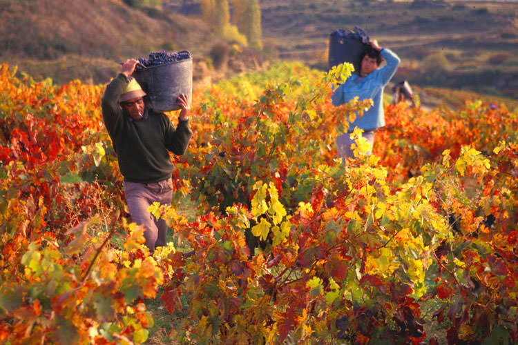 foto-listado-tour-grape-harvest1