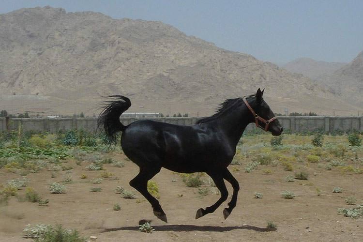 ثبت ملی دانش بومی پرورش اسب کُرد