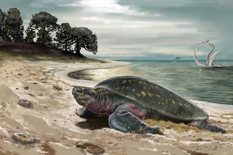 کشف قدیمی‌ ترین فسیل لاک‌ پشت دریایی