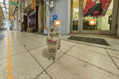 اپلیکیشن ژاپنی ؛ خیابان‌ها را از دید گربه ببینید