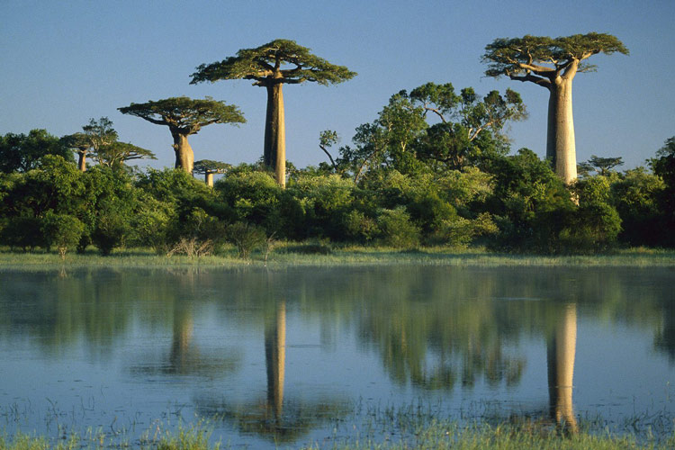 baobab-trees-reflected-in-wetlands-morondava-madagascar-wallpaper8888