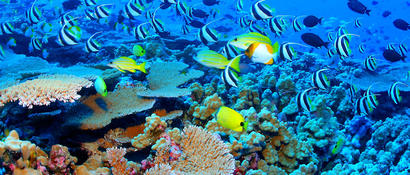 شگفت انگیزترین صخره‌های مرجانی دنیا