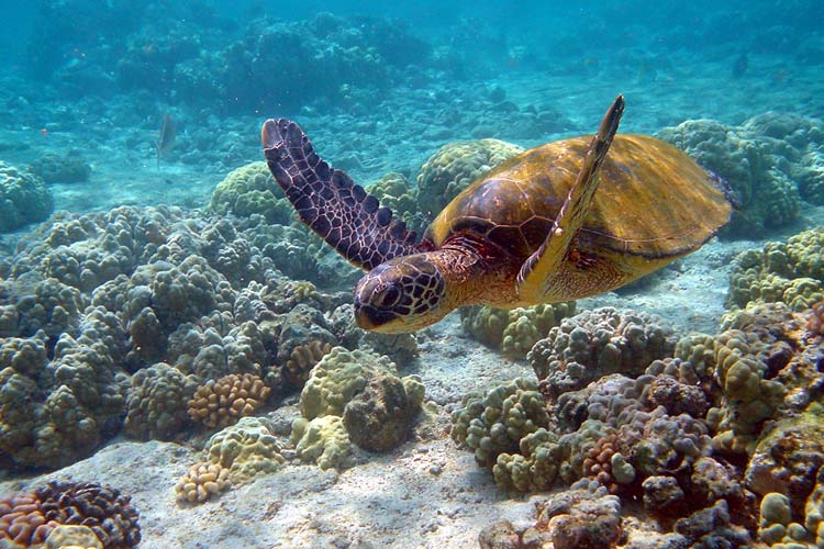 جریمه میلیونی وارد کردن خسارت به لاک پشت و آبسنگ مرجانی