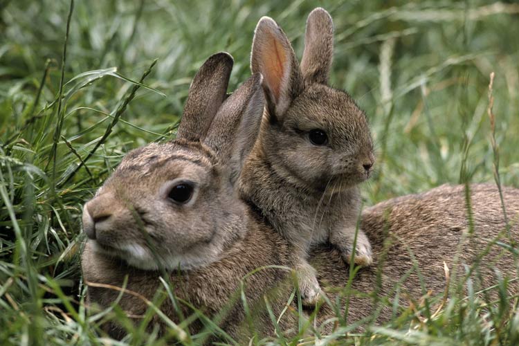 شکار غیرقانونی خرگوش‎ها در لرستان