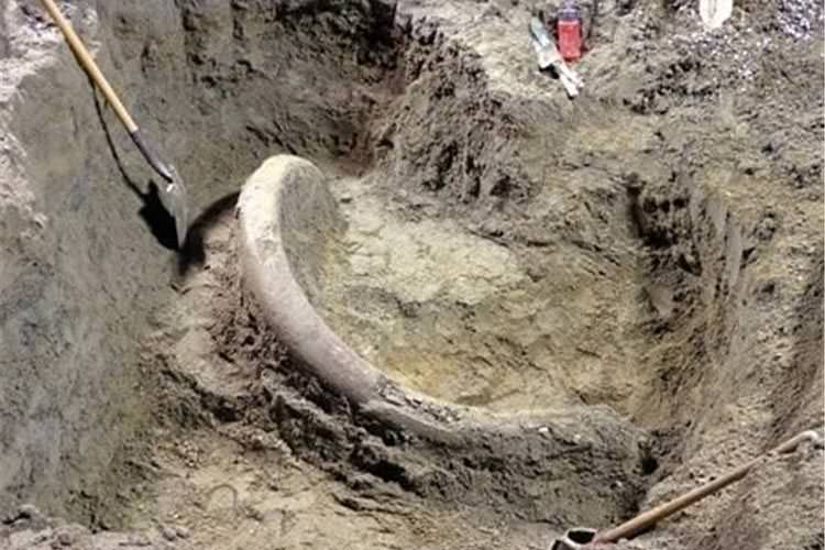 بقایای ماموت یافت شده در بیله سوار جزو نادرترین فسیل‌های جهان است