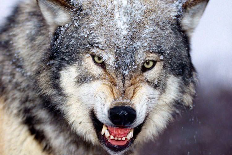 گرگ‌ها بصورت گروهی می‌توانند طعمه‌ی بزرگی مثل یک گوزن شمالی را از پا در بیاورند
