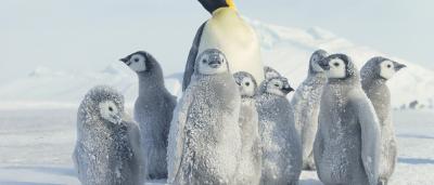 مرور مجموعه تصاویری تماشایی از پنگوئن‌ها  