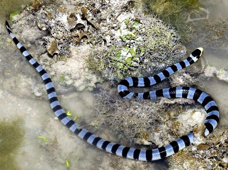 photo eastern kingsnake photo eastern kingsnake