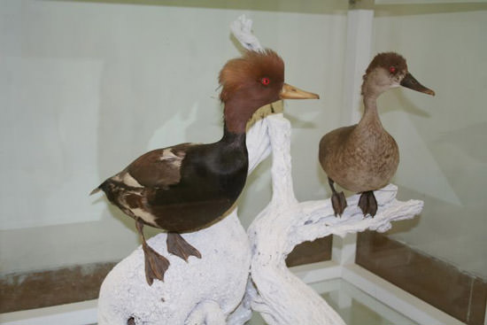 پرندگان تاکسیدرمی در موزه حیات وحش بیرجند