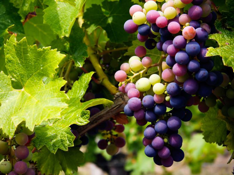 سوغات کهگیلویه و بویراحمد