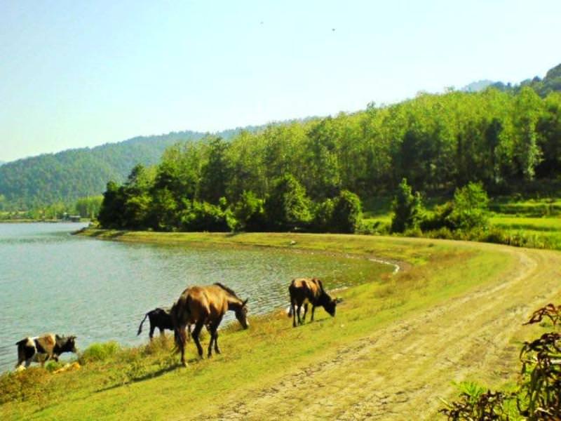 حیوانات در حال عبور از کنار دریاچه سراگاه