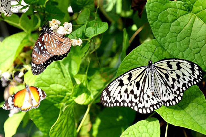 باغ پروانه بانکوک، دنیای رنگارنگ پروانه ها