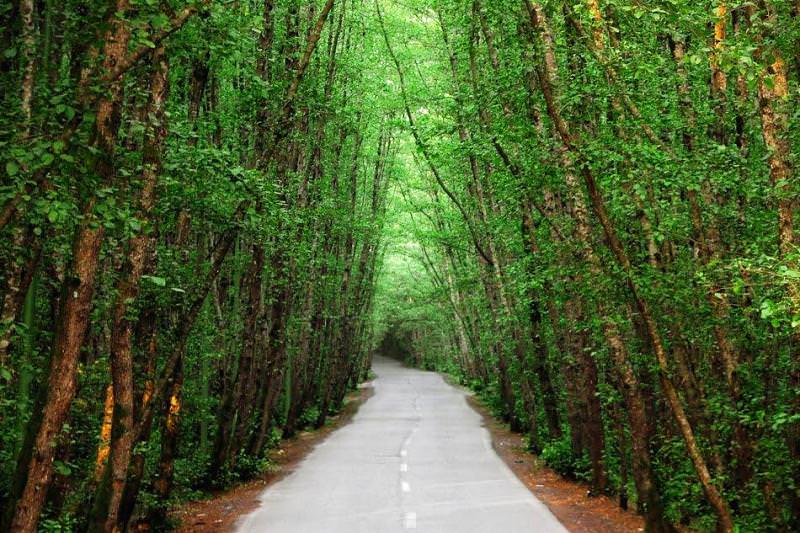 جاده جنگلی در منطقه پارک جنگلی گیسوم