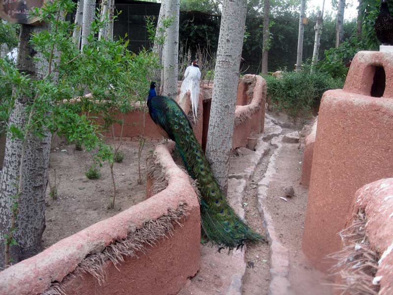  سازه های سفالی و طاووس در باغ پرندگان اصفهان