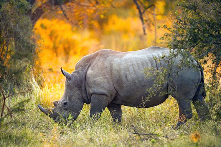 ۶ تکنولوژی برای حفاظت از حیوانات در حال انقراض در برابر شکارچیان