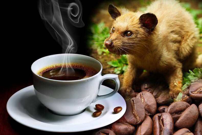 گران ترین قهوه جهان که از مدفوع یک حیوان بدست می آید!