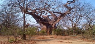درخت جذامی، مالاوی