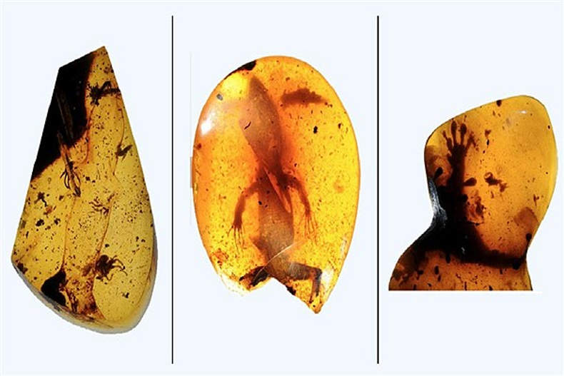 مارمولک‌هایی با قدمت ۱۰۰ میلیون سال در جنگل‌های میانمار کشف شد