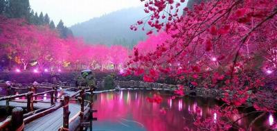 رنگ بهاری شکوفه‌های گیلاس