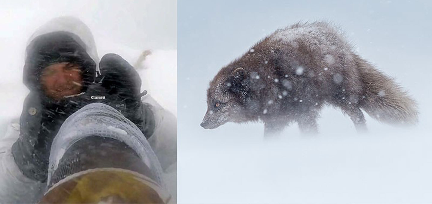دشواری‌های عکاسی از روباه قطبی در زمستان