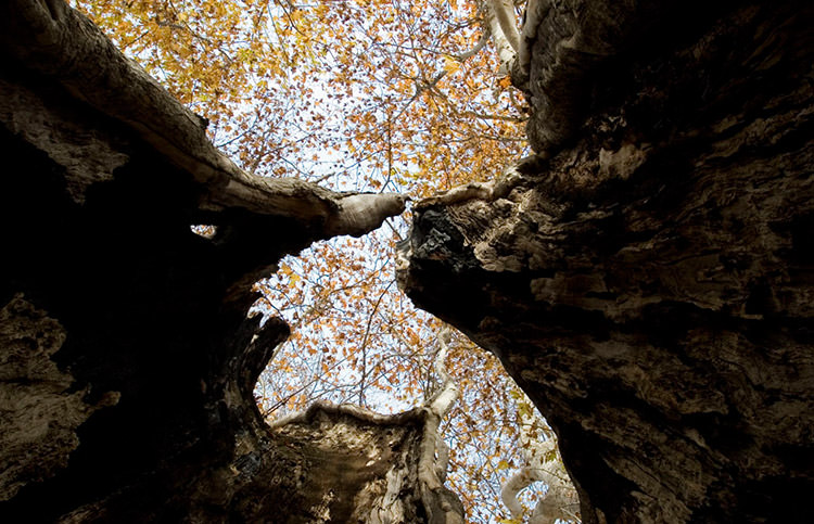 درخت چنار 2000 ساله