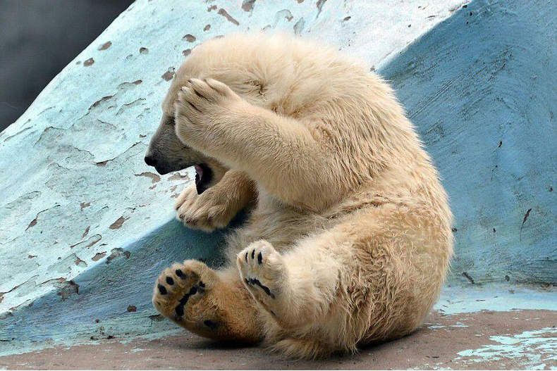 واکنش جالب یک توله خرس در باغ وحش روسیه