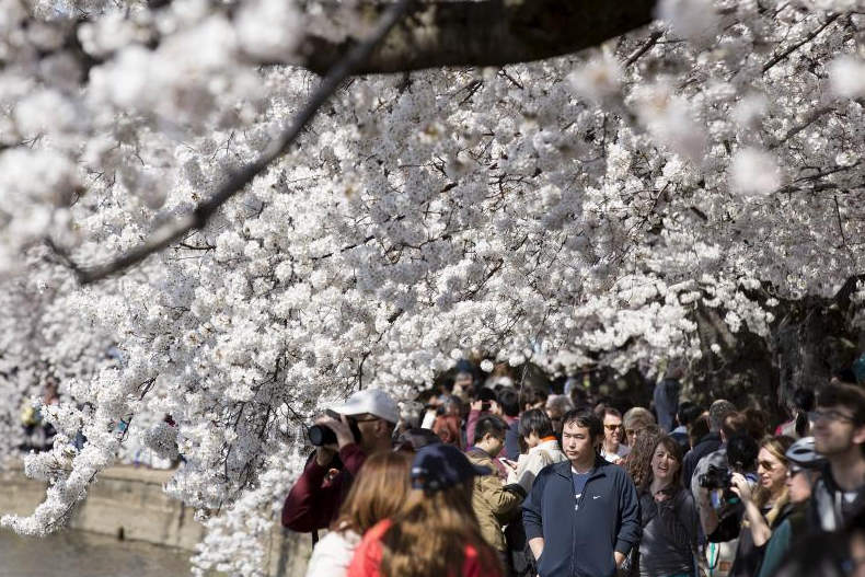 عصبانیت ژاپنی‌ها از هجوم گردشگران چینی در فصل شکوفه‌های گیلاس