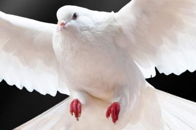 کبوتران صلح در کاخ جهانی گلستان به پرواز در می‌آیند
