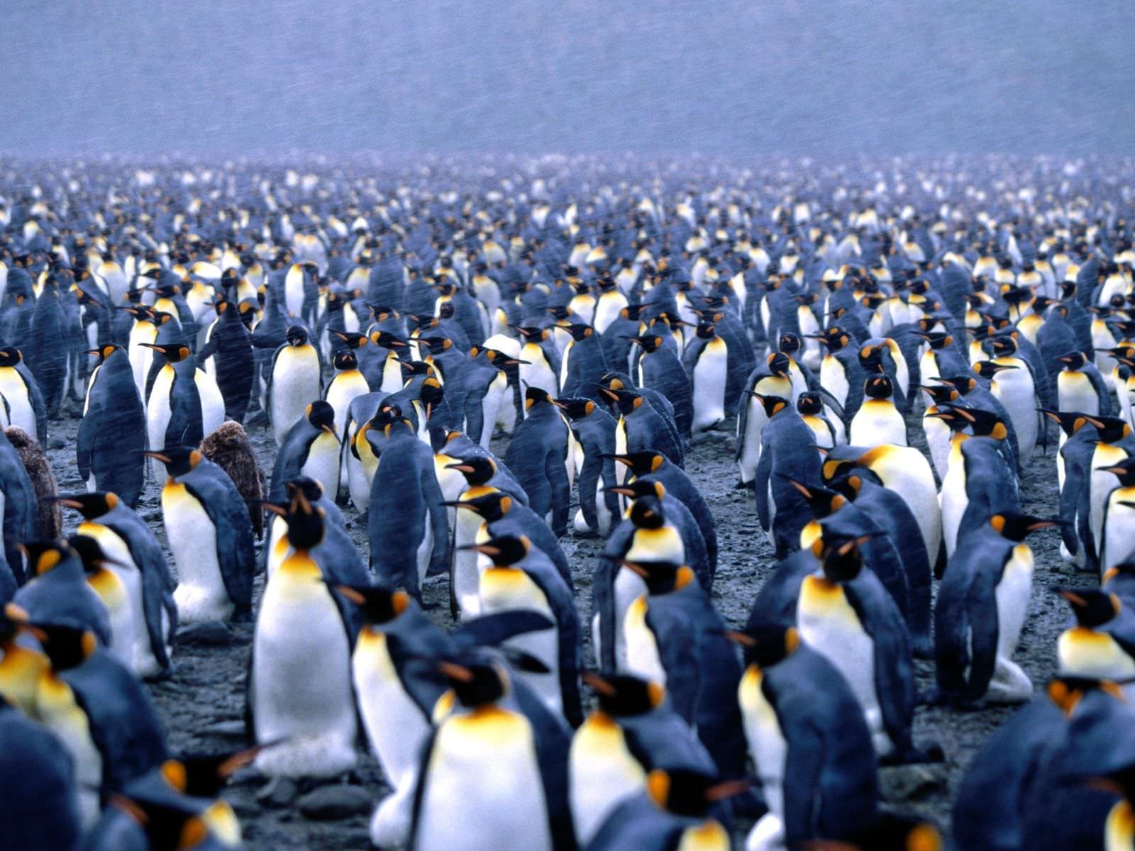 رشد جمعیت پنگوئن‌ها در میدان‌های مین فالکلندز، آمریکا
