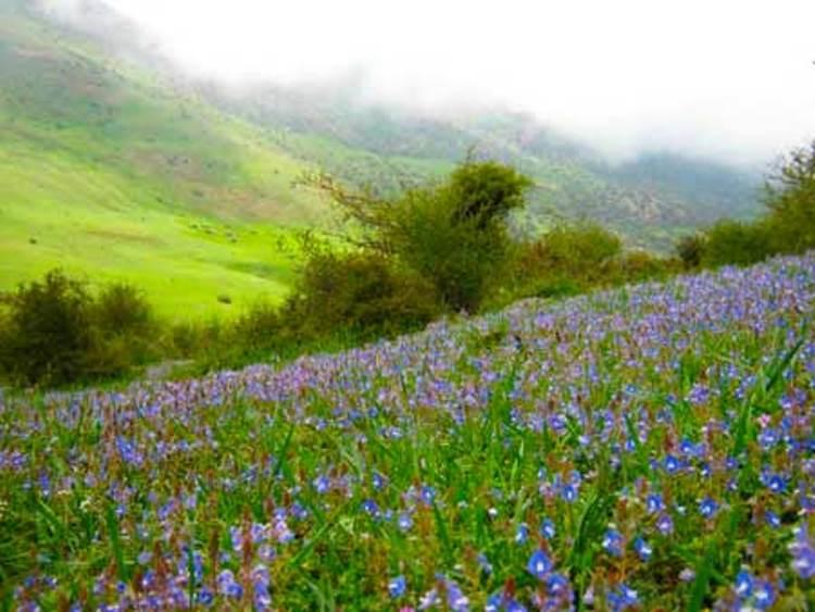 ارفع ده