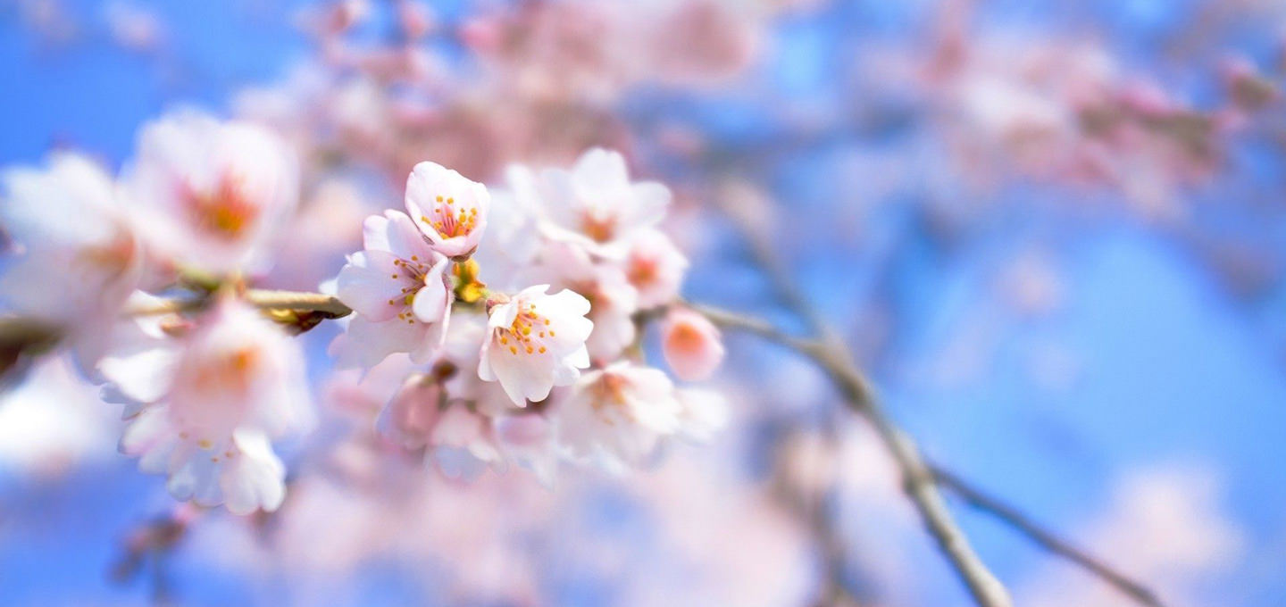 ییلی ؛ دره ای مملو از شکوفه های زردآلو در چین