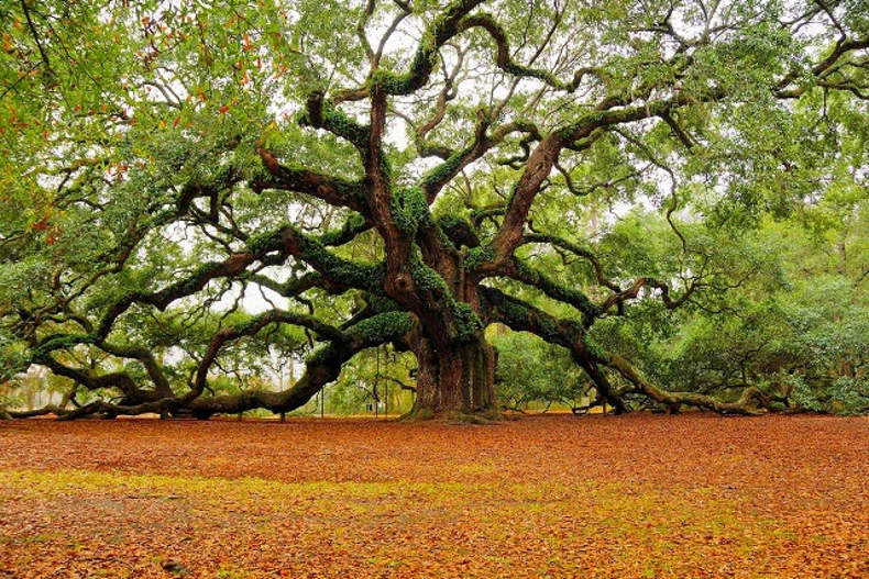 درخت كهنسال مازندران در فهرست آثار ملی ثبت شد